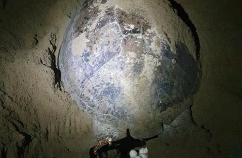 Sarongan House | Java Turtle Lodge Meru Betiri