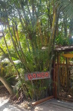 Bongosurfcamp