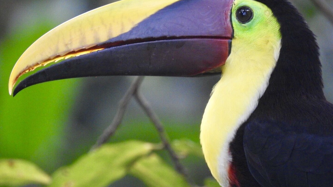 Photo of Others in Ballena