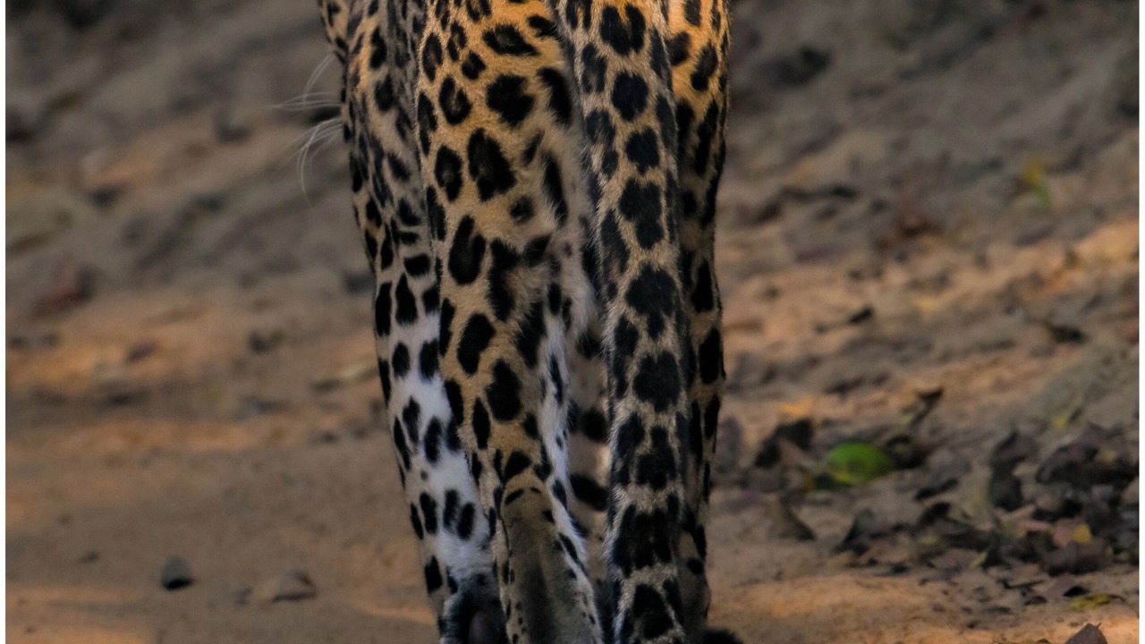 Photo of Others in Nochchiyagama