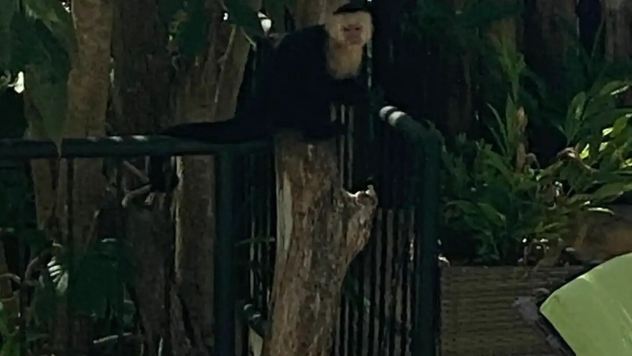 Photo of Patio Balcony in Valle Pura Vida