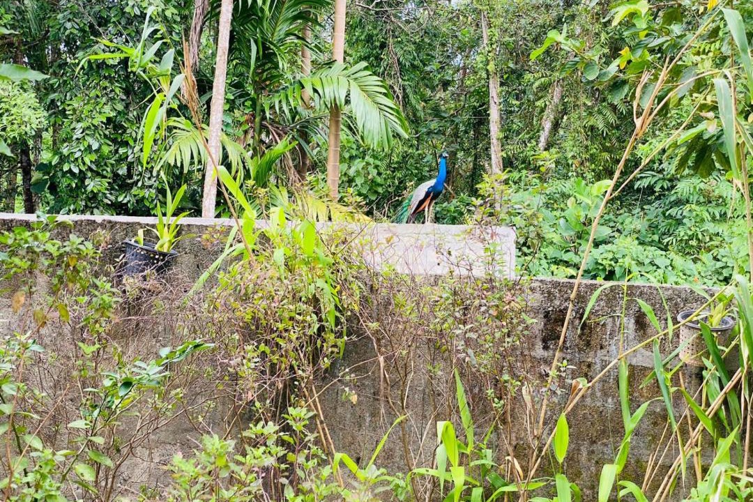 Photo of Others in Induruwa