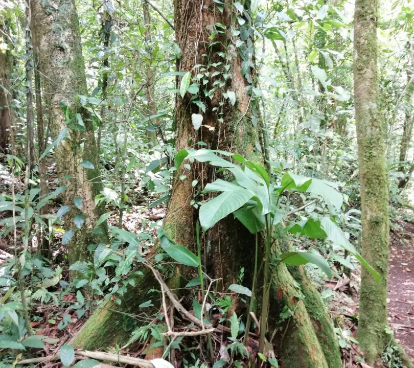 Photo of Others in Bijagua
