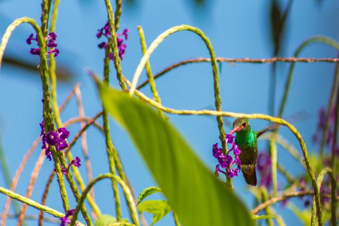 Photo of Others in Drake Bay